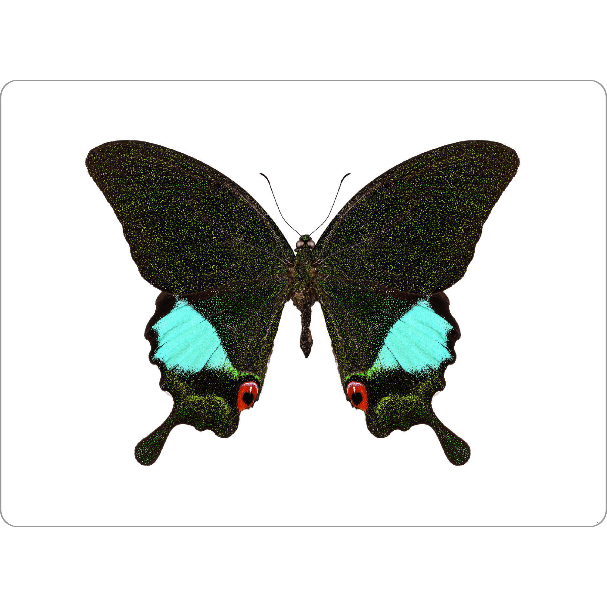 Tischset "Papilio Karna Karna" artboxONE - Natur,Tiere