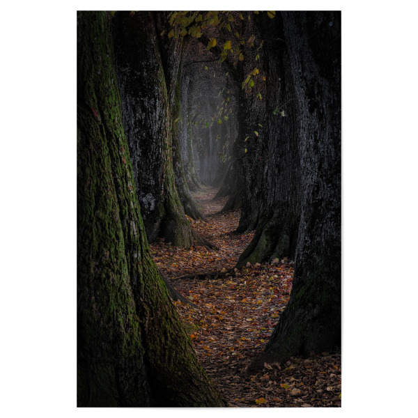 Poster "Die Allee" artboxONE - Natur - Allee,Linde,Baum,Wald,Natur,Mystisch,Trees,Wood,Mystical,Dunkel,Märchen,Bäume,Laub,Weg,Zickzack