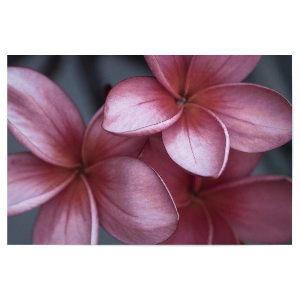 Poster "Simple and Beautiful" artboxONE - Natur,Floral