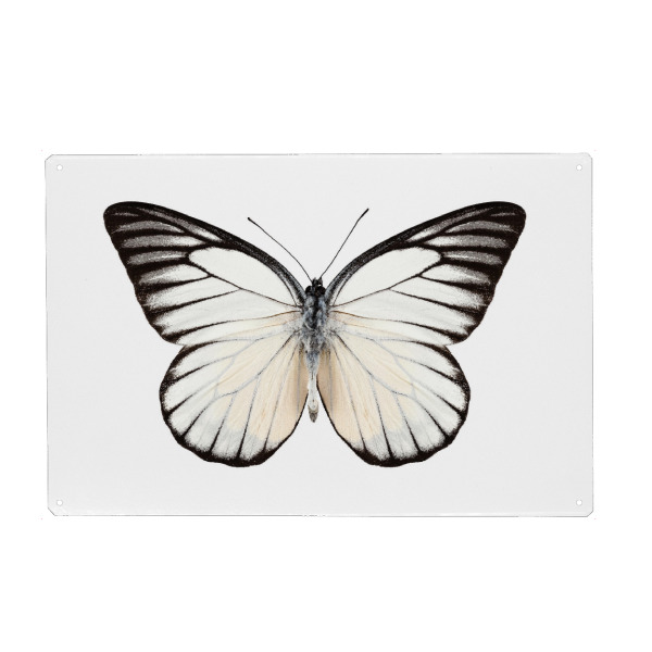 Metall Poster "Prioneris philonome" artboxONE - Natur,Tiere