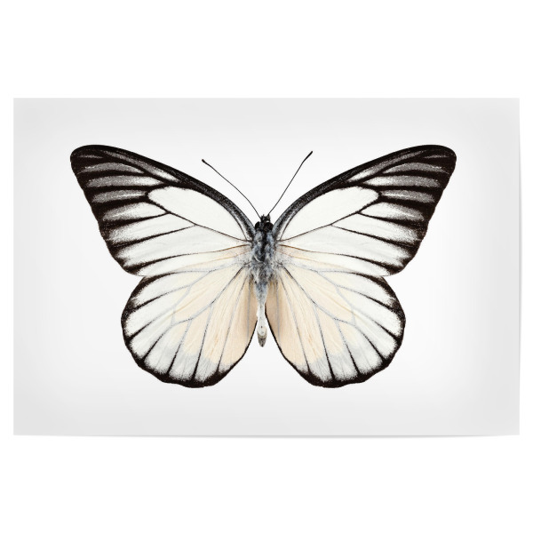 Poster 30x20 cm "Prioneris philonome" artboxONE - Natur,Tiere