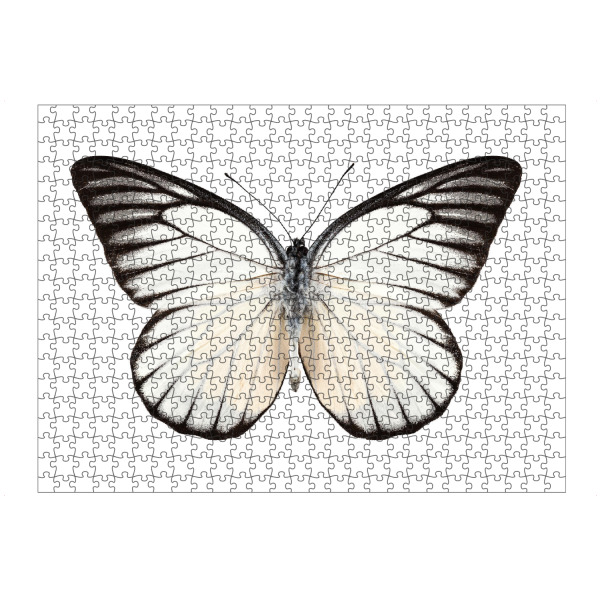 artboxONE Puzzle "Prioneris philonome" artboxONE - Natur,Tiere