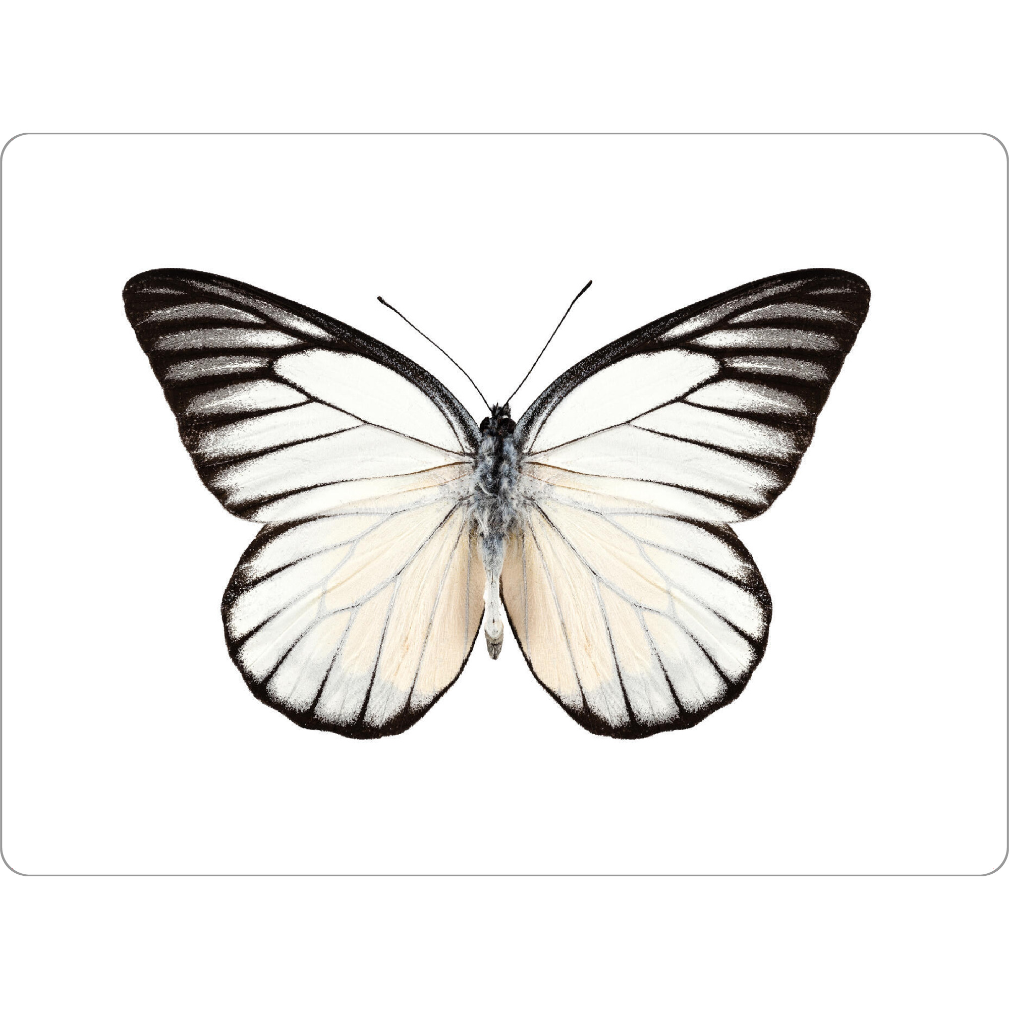 Tischset "Prioneris philonome" artboxONE - Natur,Tiere