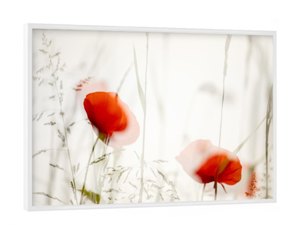 Poster mit weißem Rahmen "Mohnblüten am Feld" artboxONE - Floral - Mohn,Wegrand,Rot,Gras,Doppelbelichtung,Feld,Blumen,Flowers,Floral,Natur,Nature