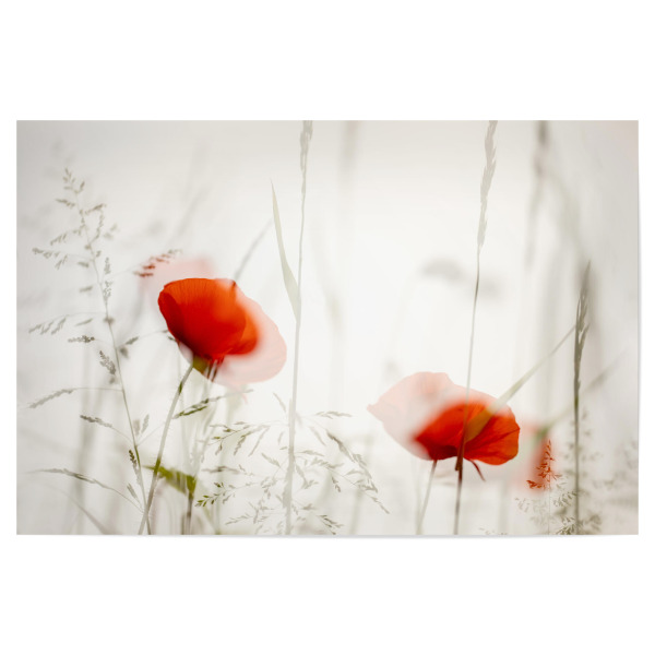 Poster 30x20 cm "Mohnblüten am Feld" artboxONE - Floral - Mohn,Wegrand,Rot,Gras,Doppelbelichtung,Feld,Blumen,Flowers,Floral,Natur,Nature