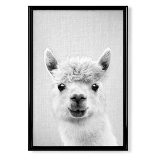 Llama - Black & White