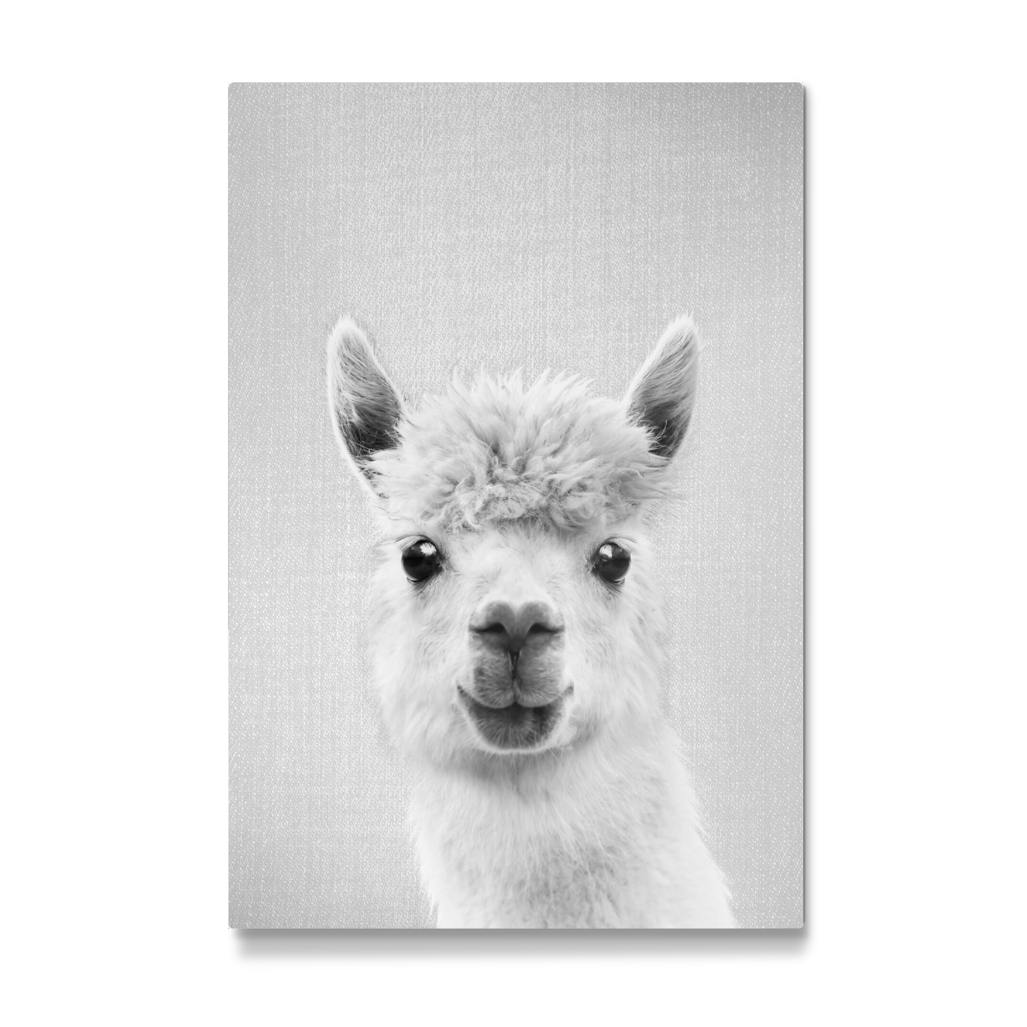 Galerie-Print "Llama - Black & White" 30x20 cm artboxONE