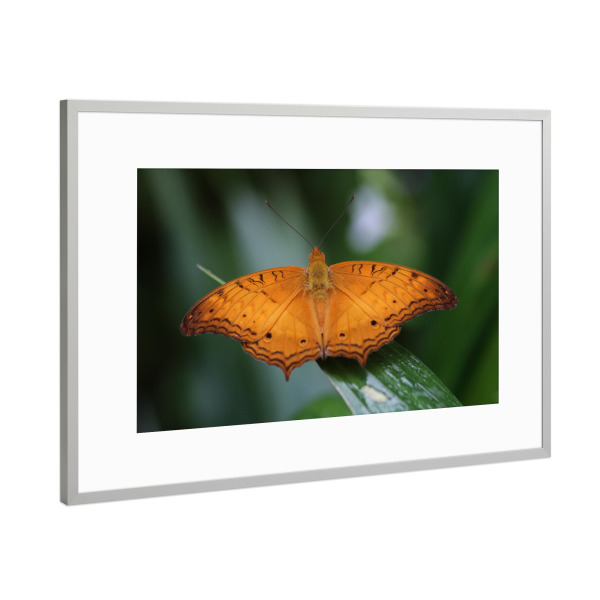 Poster mit Rahmen Silber "Butterfly, The Cruiser Butterfly" artboxONE - Natur,Tiere