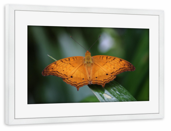 Poster mit Rahmen weiß "Butterfly, The Cruiser Butterfly" artboxONE - Natur,Tiere