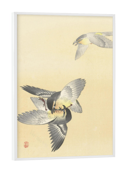 Poster mit weißem Rahmen "Zwei kämpfende Vögel" artboxONE - Natur,Tiere