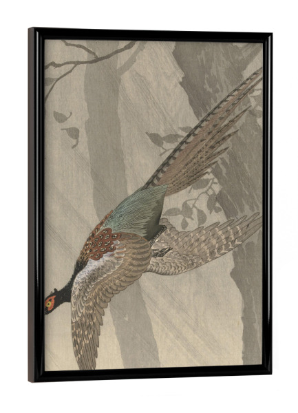 Poster mit schwarzem Rahmen "Fliegender Fasan" artboxONE - Natur,Tiere