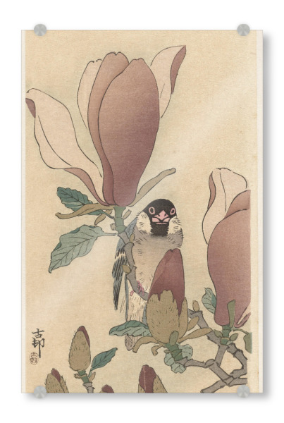 Acrylglasbild "Spatz auf Magnolienzweig" artboxONE - Natur,Floral
