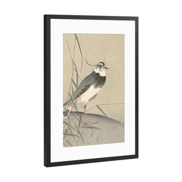 Poster mit Rahmen Schwarz (Metallic) "Kiebitz und Schilfrohr" artboxONE - Natur,Tiere