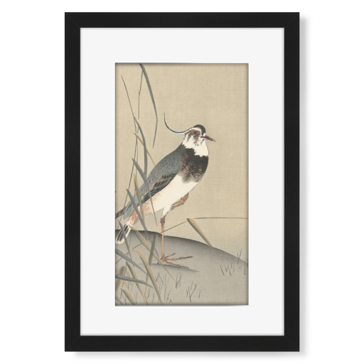 Lapwing and reed