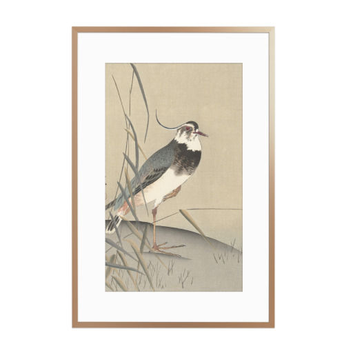 Lapwing and reed