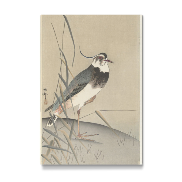 Galerie-Print "Kiebitz und Schilfrohr" 30x20 cm artboxONE