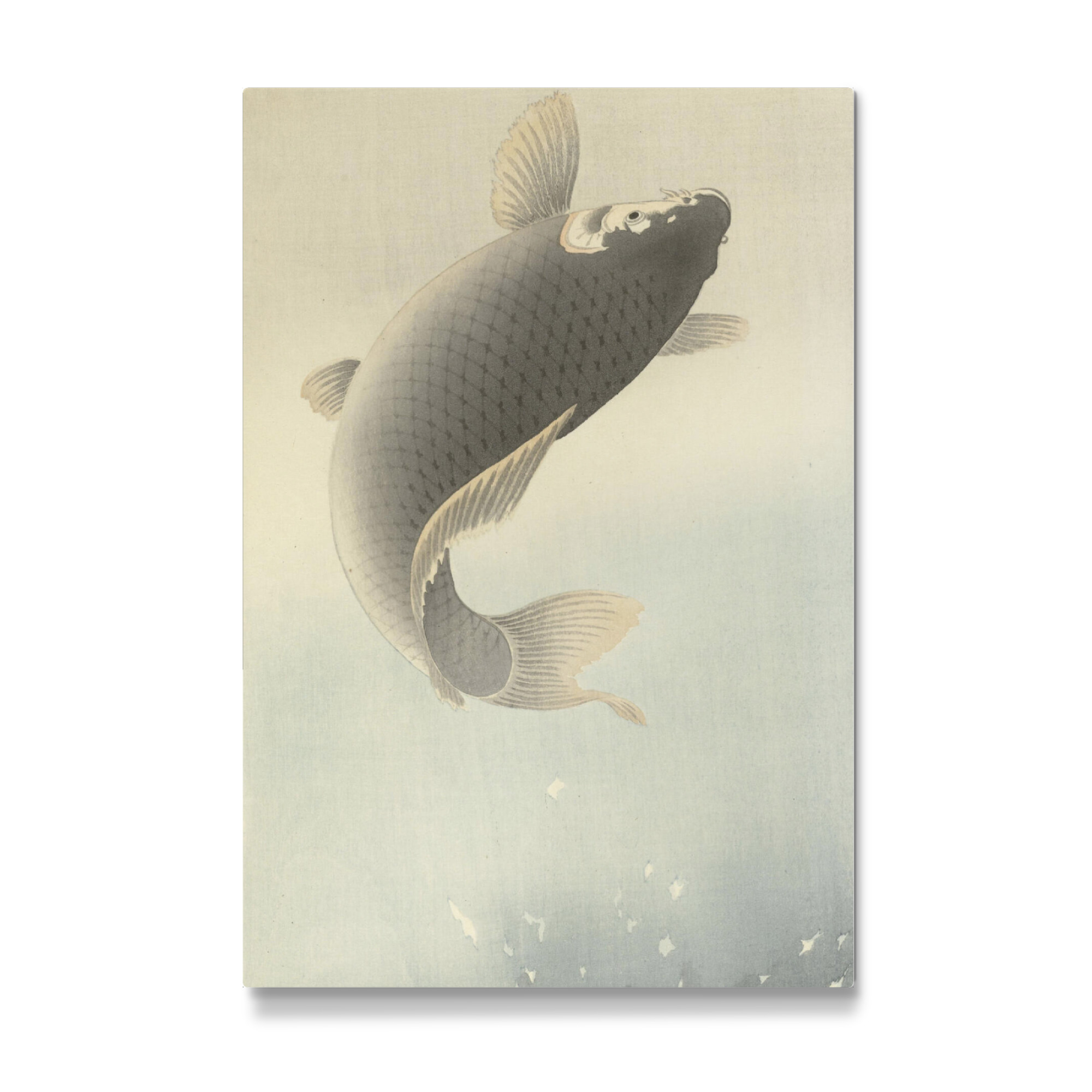 Galerie-Print "Springender Karpfen" 30x20 cm artboxONE