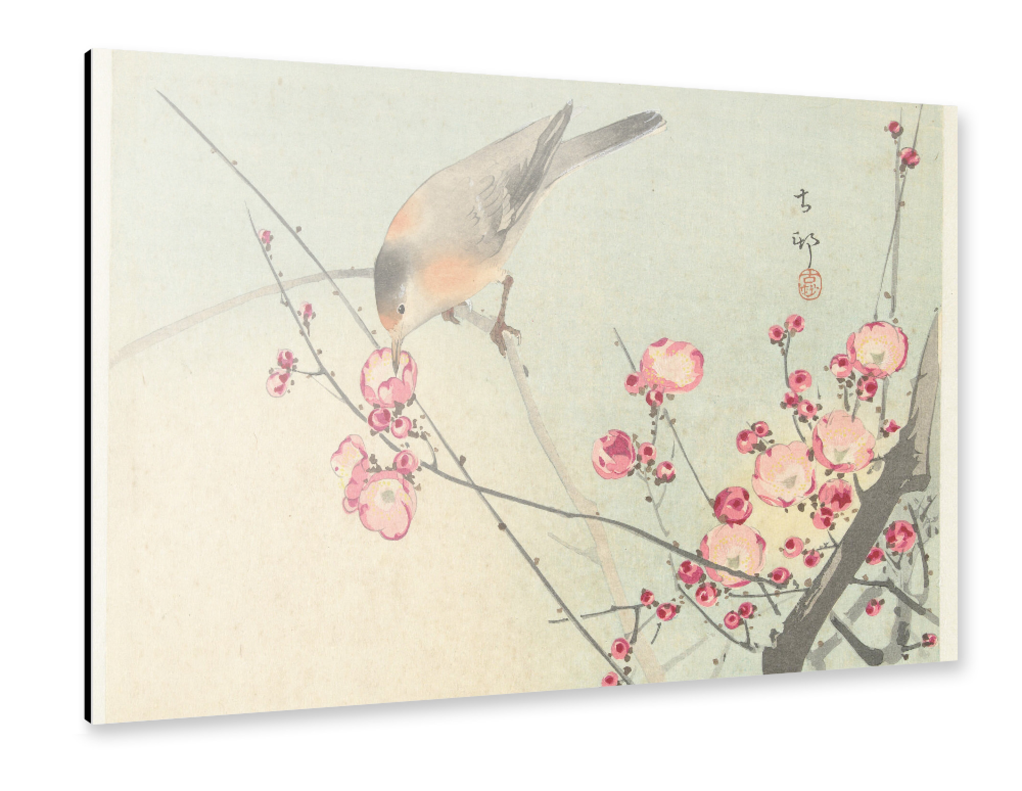 Alu-Dibond "Singvogel auf Blütenzweig" 75x50 cm artboxONE