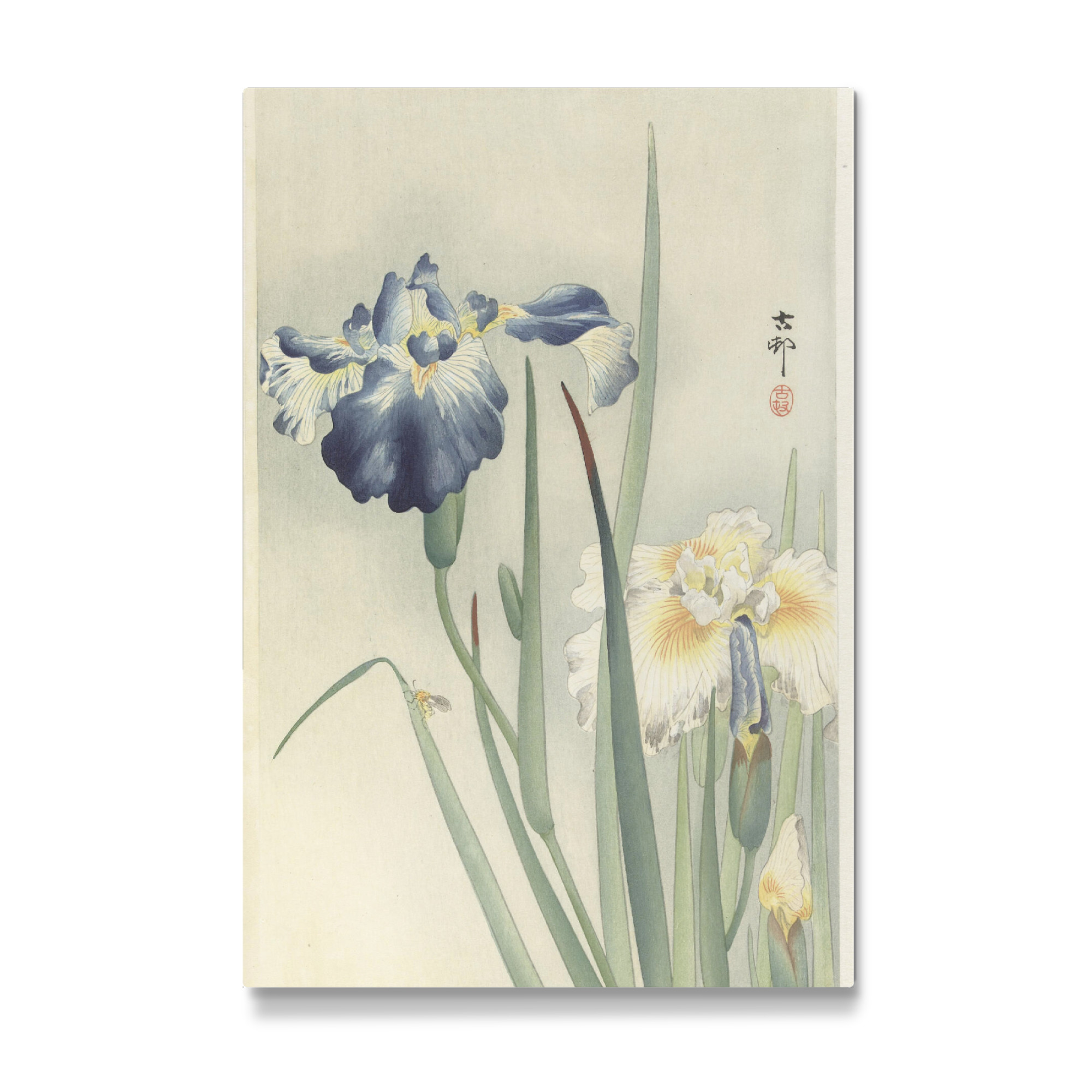 Galerie-Print "Irise" 30x20 cm artboxONE