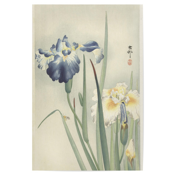 Poster 30x20 cm "Irise" artboxONE - Natur,Floral - Ohara,Koson,Kunst,Malerei,Gemälde,Floral,Natur,Blumen,Blüten