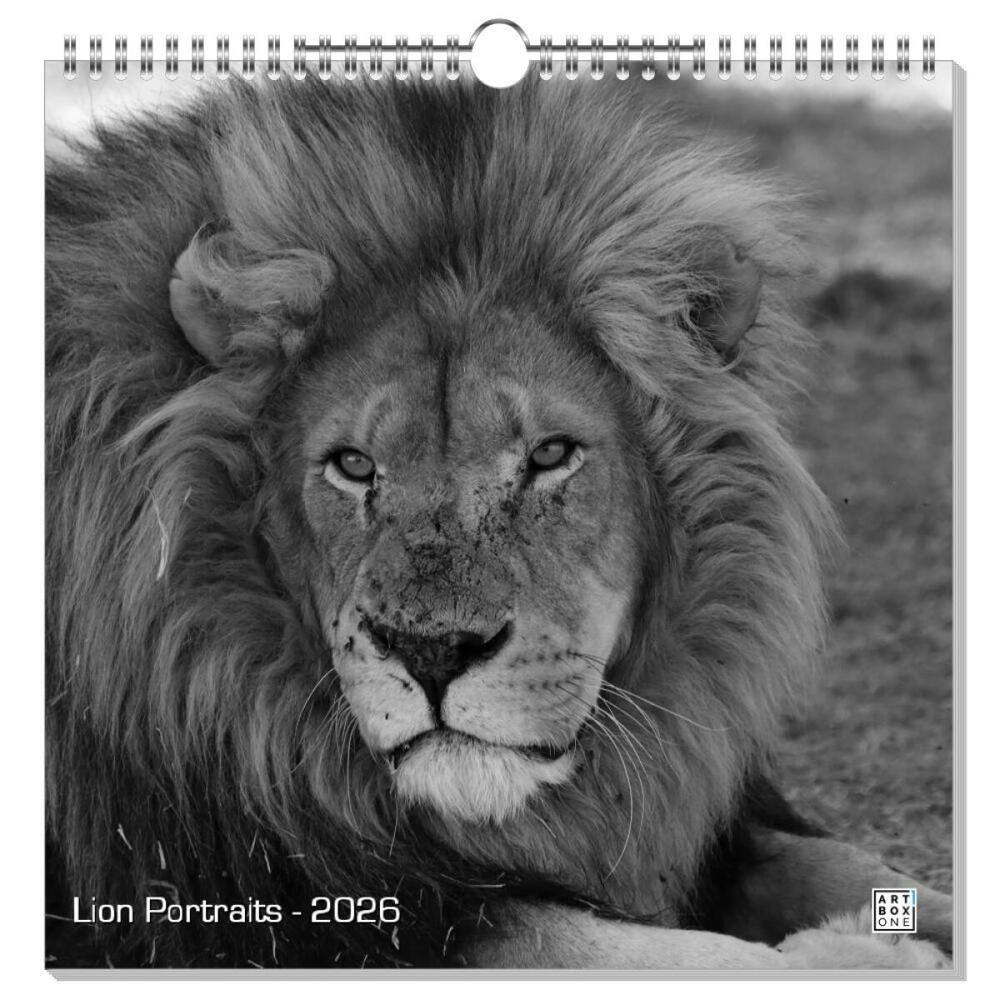 artboxONE Wandkalender Quadratisch 2023 Lion Portraits Löwen