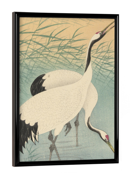 Poster mit schwarzem Rahmen "Zwei Kraniche" artboxONE - Natur,Tiere