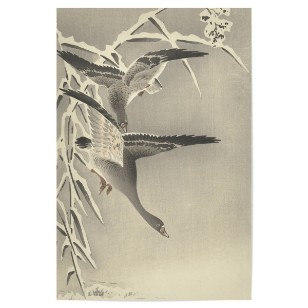 Poster "Zwei Blässgänse" artboxONE - Natur,Tiere - Ohara,Koson,Kunst,Malerei,Gemälde,Japan,Tiere,Animals,Natur,Nature,Vögel,Birds