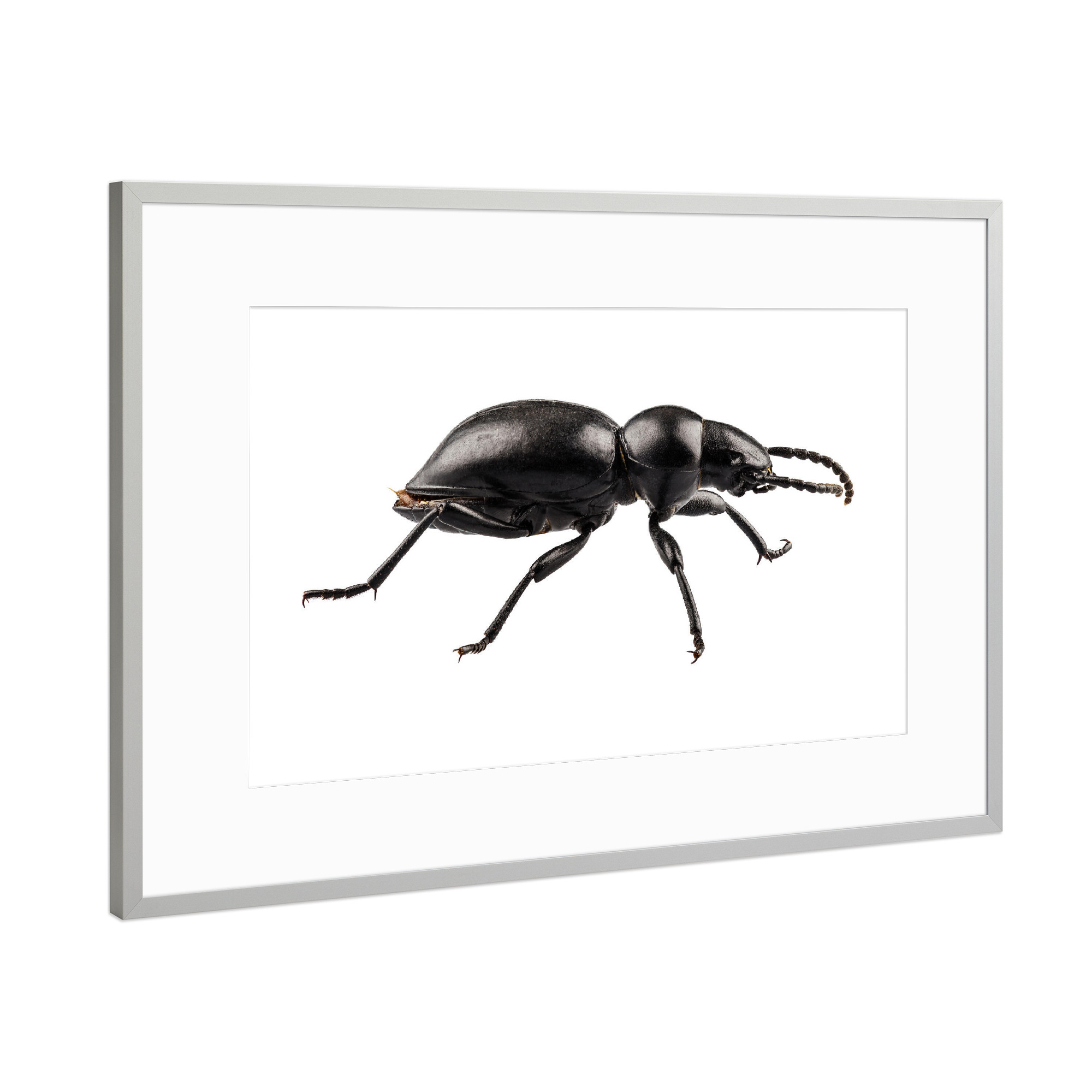 Poster mit Rahmen Silber "Beetle species Tentyria peiroleri" artboxONE - Natur,Tiere