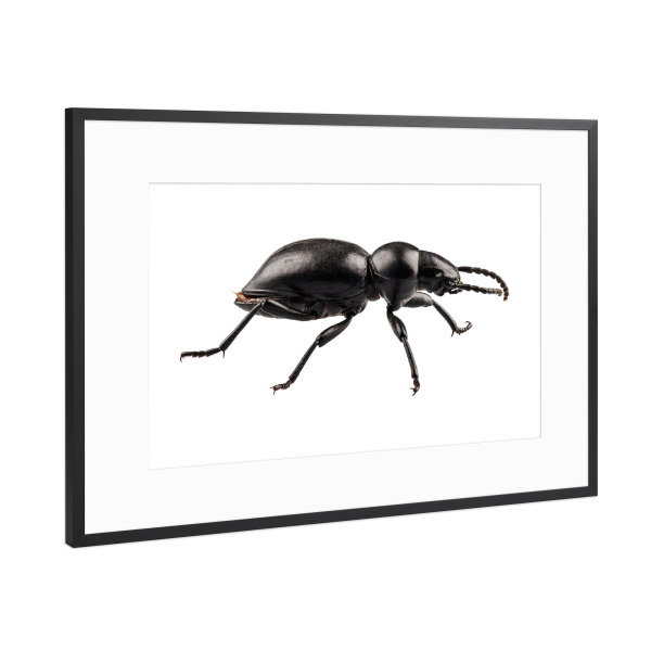 Poster mit Rahmen Schwarz (Metallic) "Beetle species Tentyria peiroleri" artboxONE - Natur,Tiere