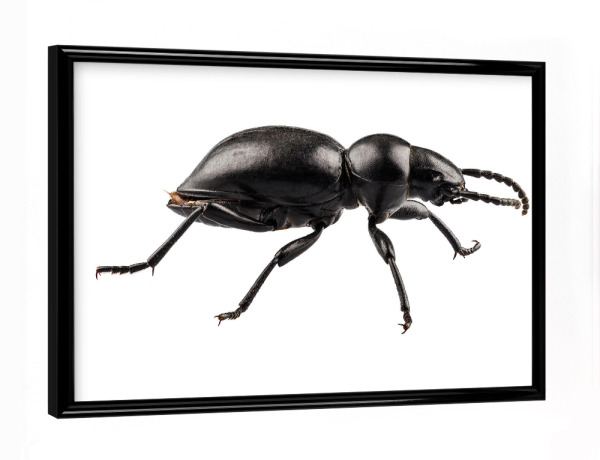 Poster mit schwarzem Rahmen "Beetle species Tentyria peiroleri" artboxONE - Natur,Tiere