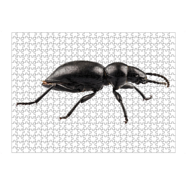 artboxONE Puzzle "Beetle species Tentyria peiroleri" artboxONE - Natur,Tiere