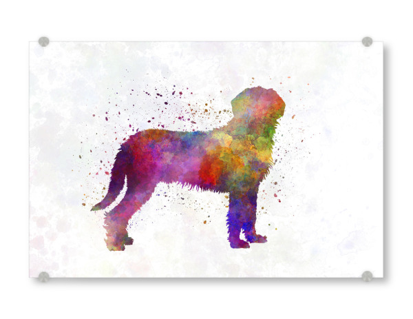 Acrylglasbild "Styrian Coarsehaired Hound" artboxONE - Tiere,Abstrakt - Dog,Dogs,Pet,Animal,Mammal,Watercolor,Dog poster,Illustration,Abstract