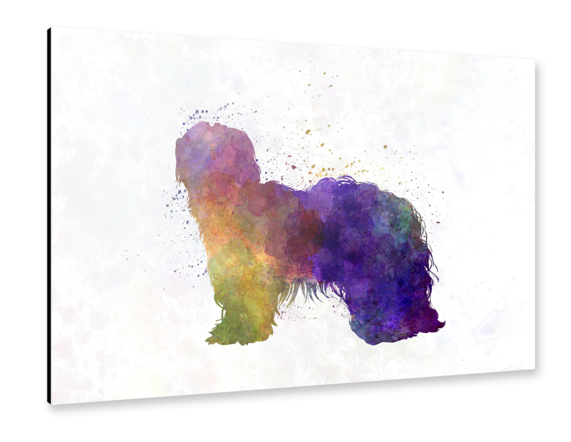 Alu-Dibond "Dutch Shapendoes in watercolor" 75x50 cm artboxONE