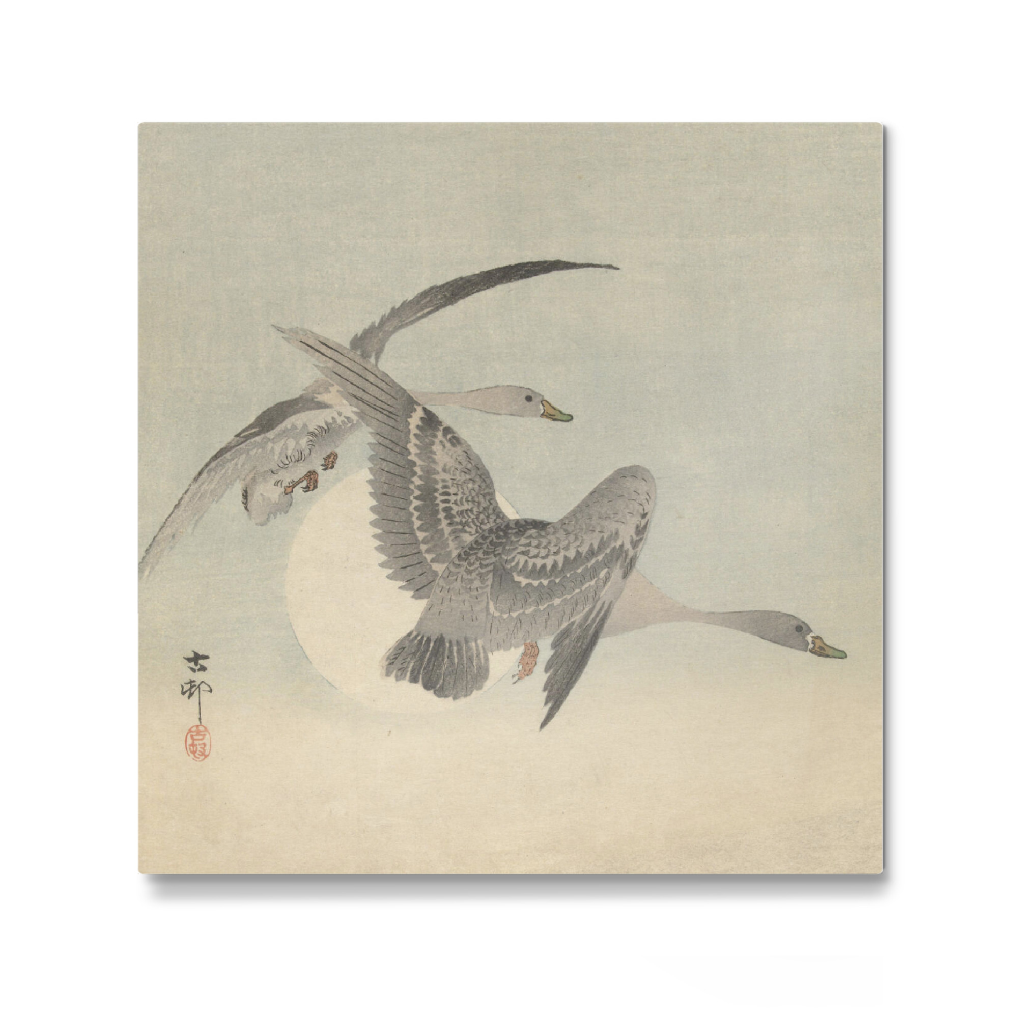 Galerie-Print "Zwei Gänse im Flug" 30x30 cm artboxONE