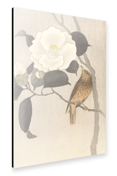 Alu-Dibond "Singvogel und blühende Kamelie" 30x20 cm artboxONE