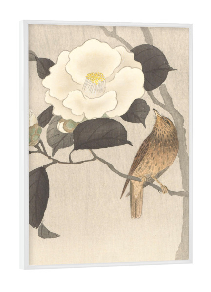 Poster mit weißem Rahmen "Singvogel und blühende Kamelie" artboxONE - Natur,Floral,Tiere