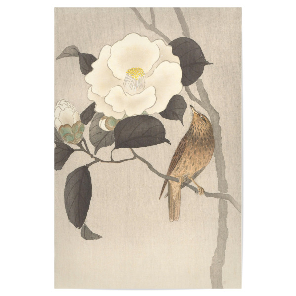 Poster 30x20 cm "Singvogel und blühende Kamelie" artboxONE - Natur,Floral,Tiere