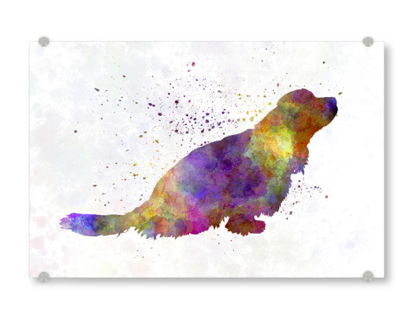 Acrylglasbild "Sussex Spaniel in watercolor" artboxONE - Tiere,Abstrakt - Dog,Pet,Animal,Mammal,Watercolor,Illustration,Abstract,Hund,Colorful