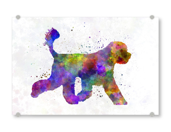 Acrylglasbild "Portuguese Water Dog" artboxONE - Tiere,Abstrakt - Dog,Pet,Mammal,Watercolor,Abstract,Hund,Animal,Tier,Colorful