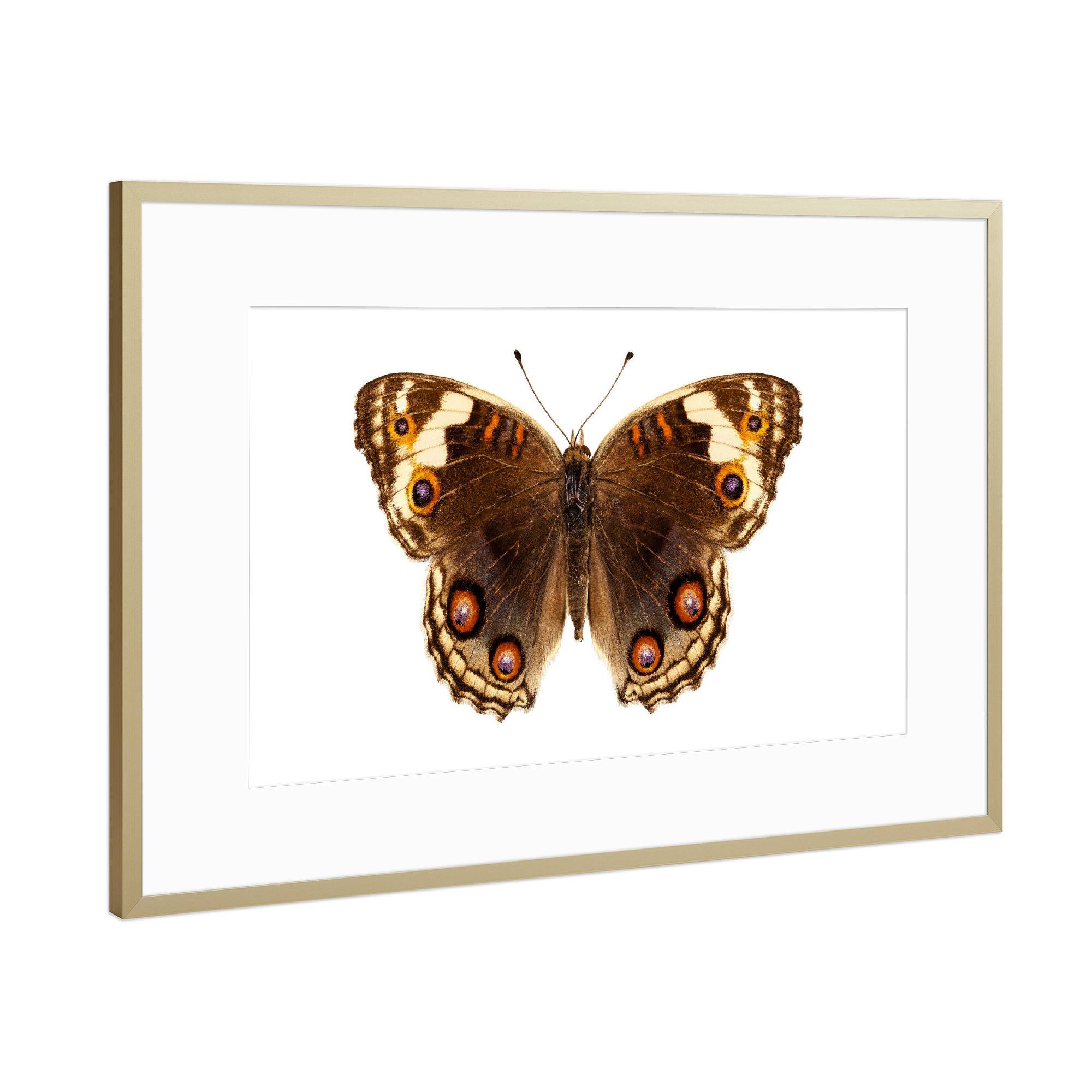 Poster mit Rahmen Gold "Butterfly species Junonia" artboxONE - Natur,Tiere,Abstrakt