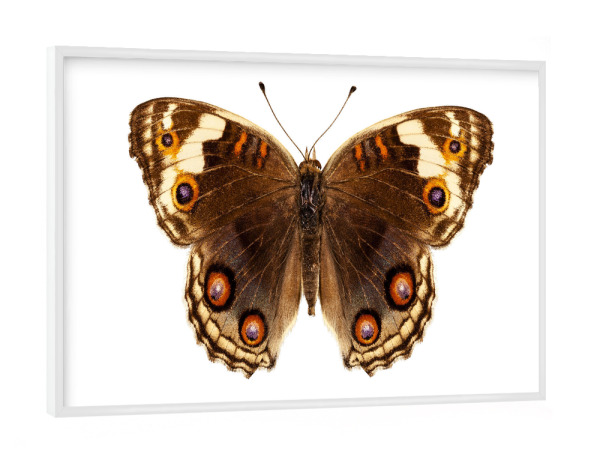 Poster mit weißem Rahmen "Butterfly species Junonia" artboxONE - Natur,Tiere,Abstrakt