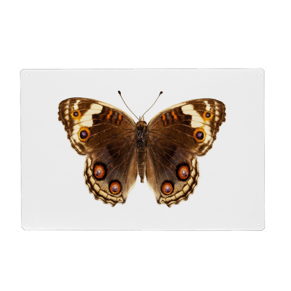 Metall Poster "Butterfly species Junonia" artboxONE - Natur,Tiere,Abstrakt