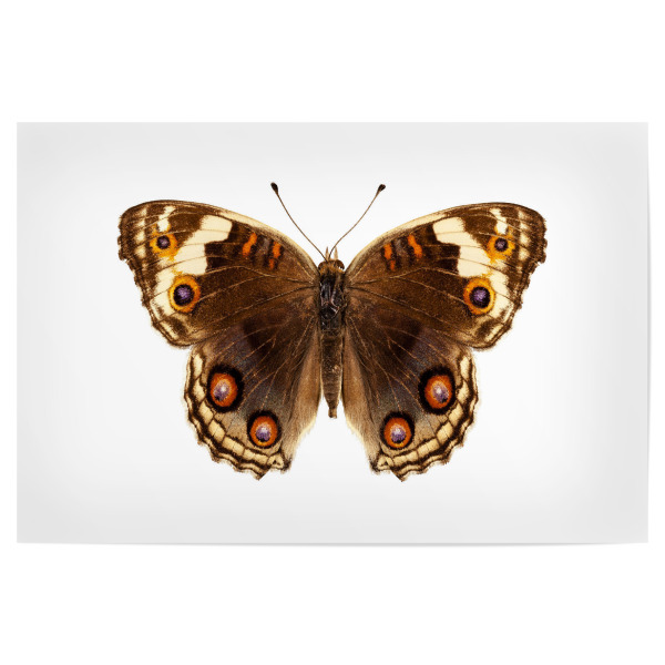 Poster "Butterfly species Junonia" artboxONE - Natur,Tiere,Abstrakt