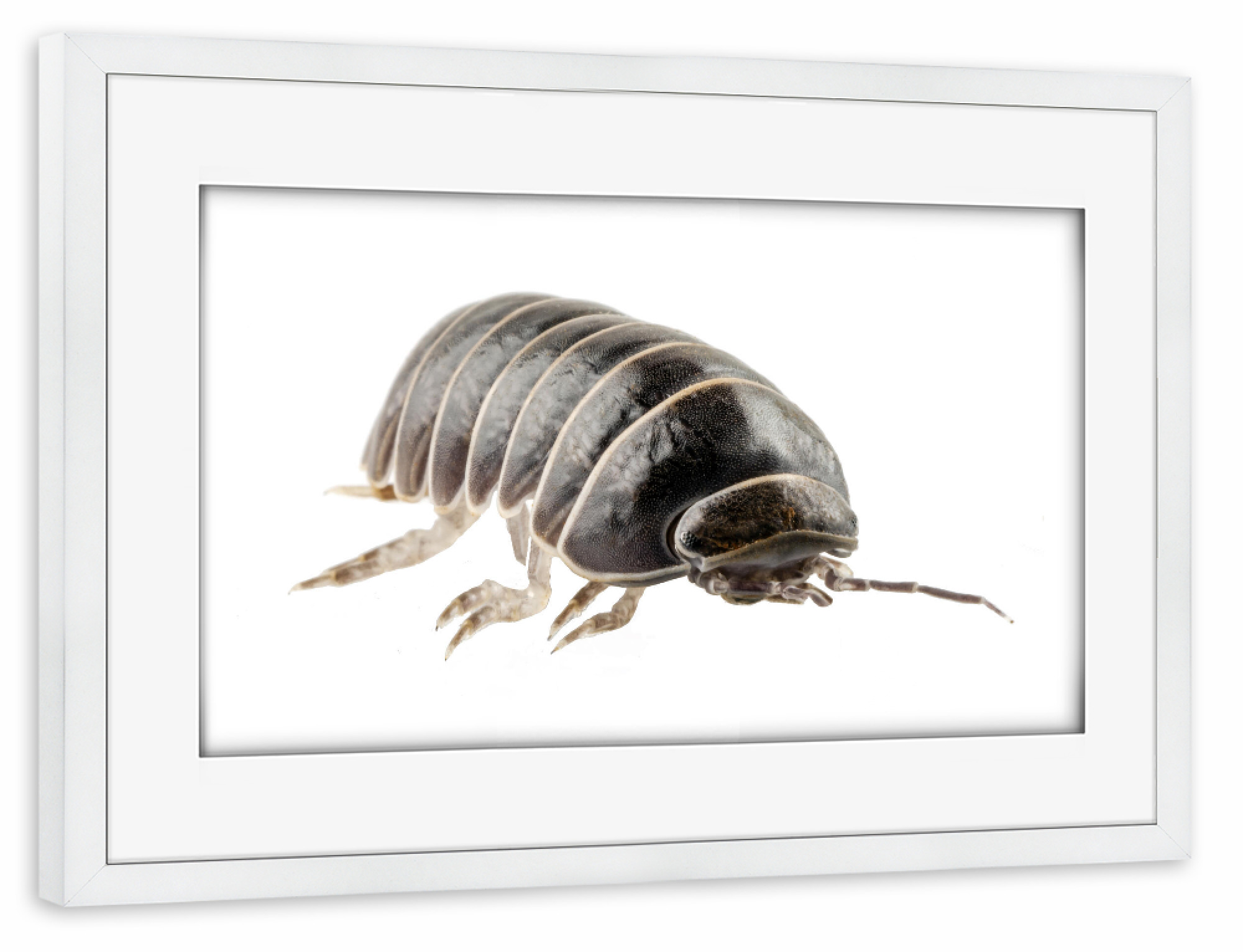 Poster mit Rahmen weiß "Pill-bug armadillidium vulgare" artboxONE - Natur,Tiere