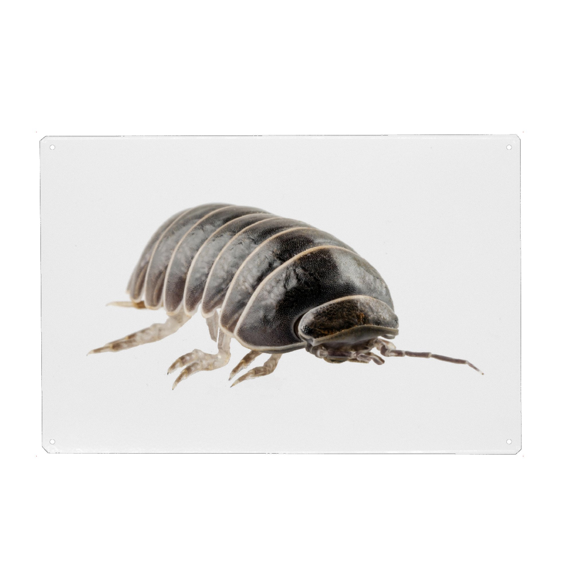 Holzbild "Pill-bug armadillidium vulgare" artboxONE - Natur,Tiere