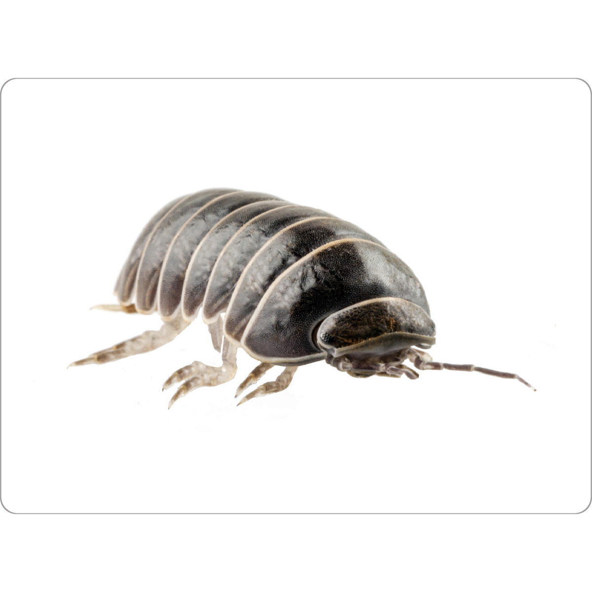 Tischset "Pill-bug armadillidium vulgare" artboxONE - Natur,Tiere