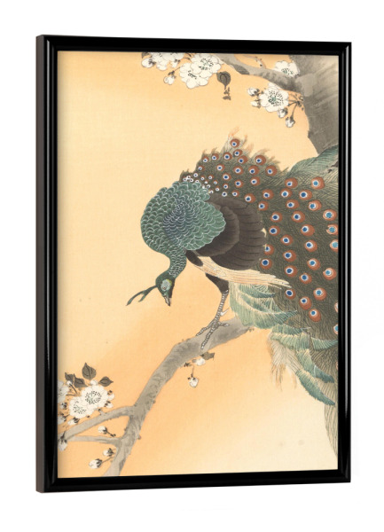 Poster mit schwarzem Rahmen "Pfau auf Kirschbaum" artboxONE - Natur,Floral,Tiere