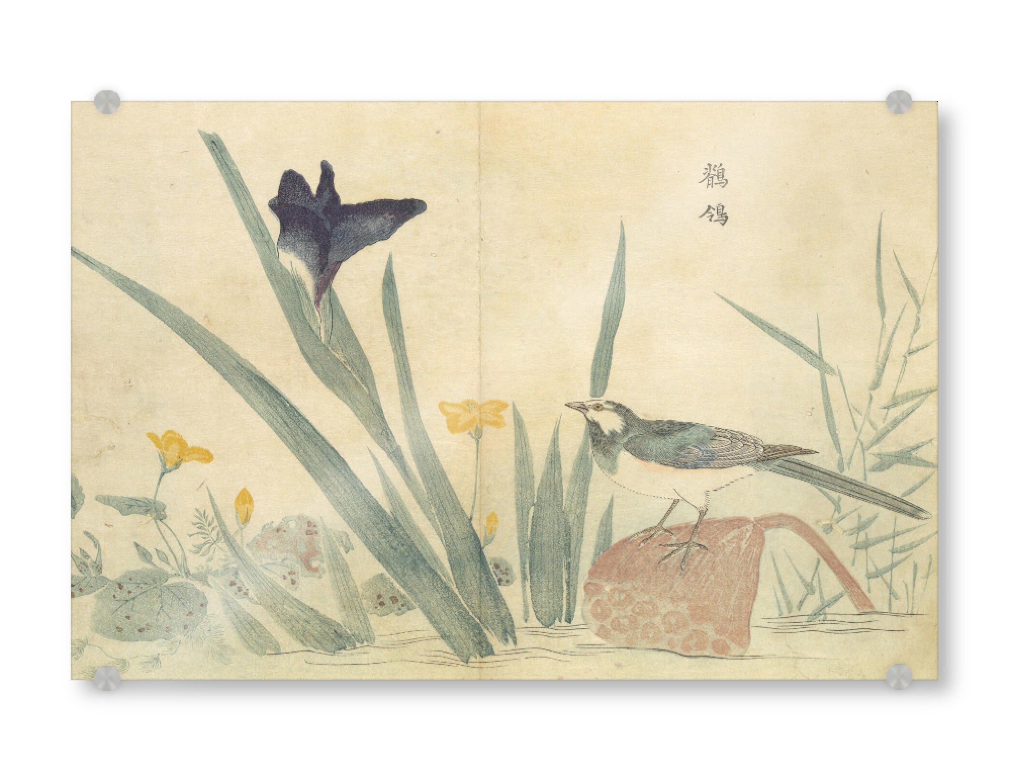 Acrylglasbild "Vogel sitzt auf einer Blume" artboxONE - Natur,Floral,Tiere - Masayoshi kitao,Japan,Malerei,Gemälde,Kunst,Blume,Floral,Natur,Pflanzen