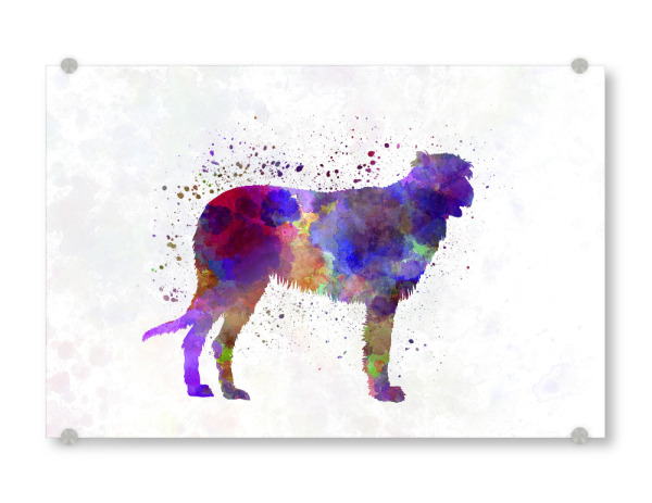 Acrylglasbild "Irish Wolfhound in watercolor" artboxONE - Tiere,Abstrakt - Dog,Dogs,Pet,Animal,Mammal,Watercolor,Dog poster,Illustration,Abstract