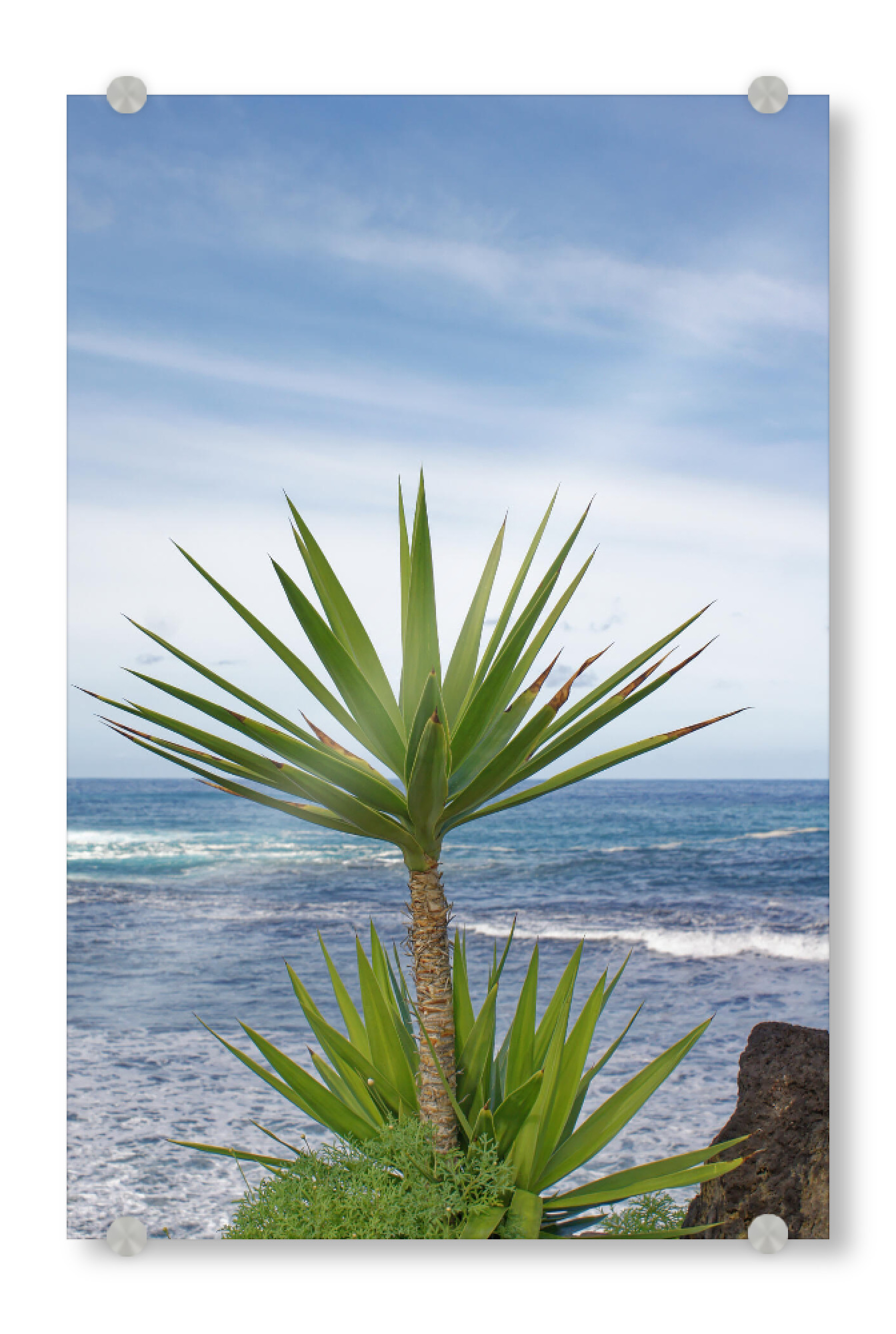 Acrylglasbild "Yucca-Palme" artboxONE - Natur,Reise,Reise / Strand und Meer,Reise / Länder